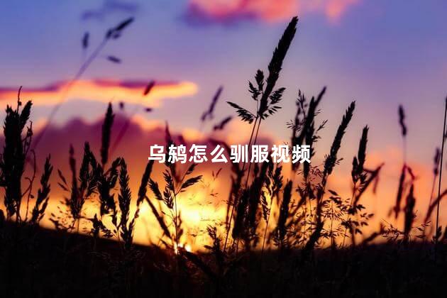 乌鸫怎么驯服视频