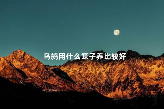 乌鸫用什么笼子养比较好