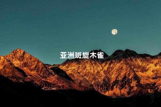 亚洲斑旋木雀