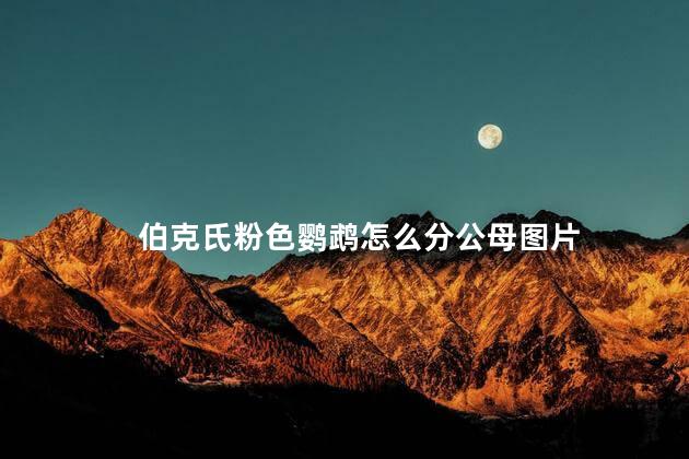 伯克氏粉色鹦鹉怎么分公母图片