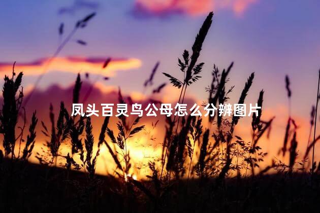 凤头百灵鸟公母怎么分辨图片