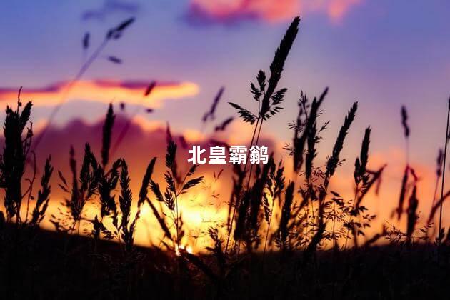 北皇霸鹟