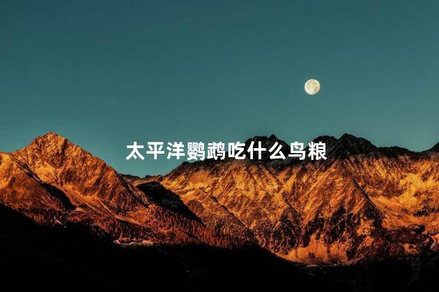 太平洋鹦鹉吃什么鸟粮