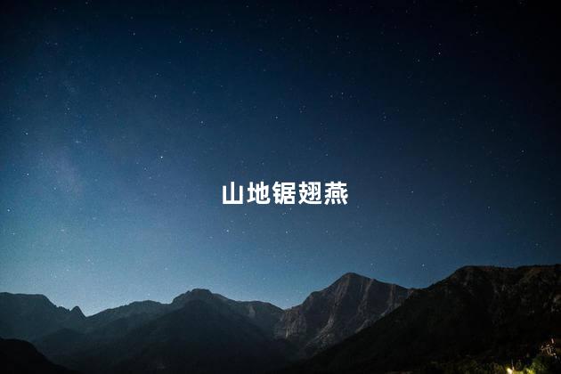 山地锯翅燕