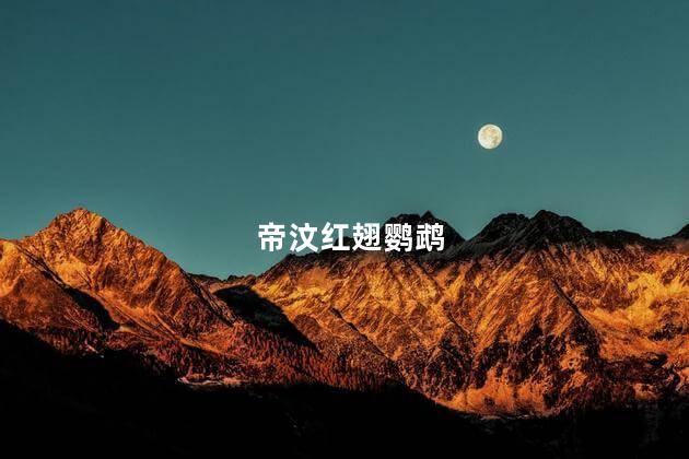 帝汶红翅鹦鹉