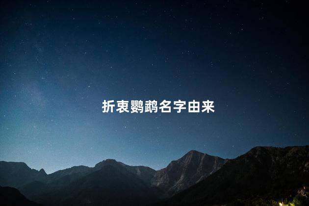 折衷鹦鹉名字由来