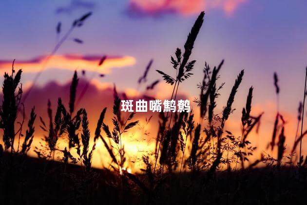 斑曲嘴鹪鹩