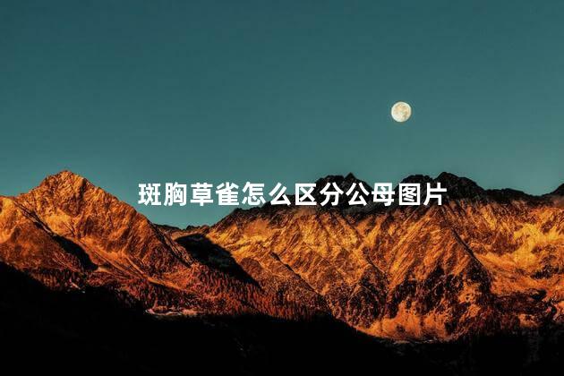 斑胸草雀怎么区分公母图片