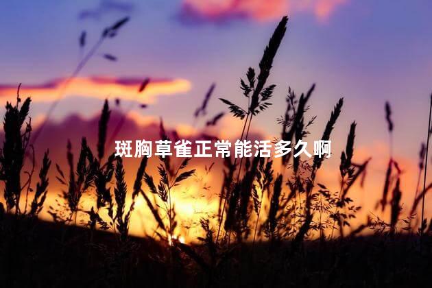 斑胸草雀正常能活多久啊