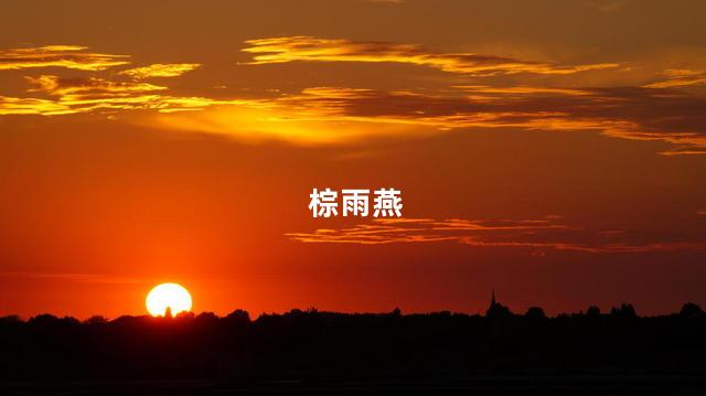 棕雨燕