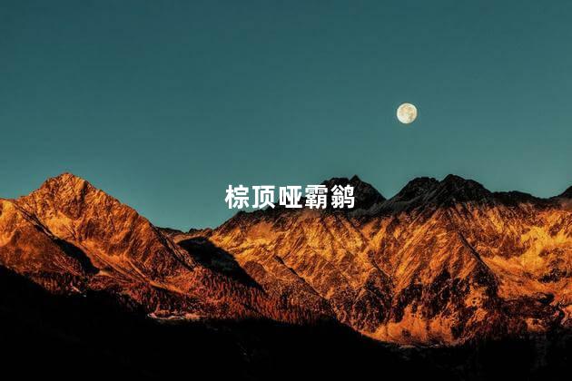 棕顶哑霸鹟