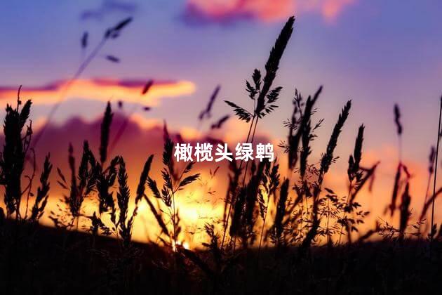 橄榄头绿鹎