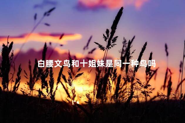 白腰文鸟和十姐妹是同一种鸟吗