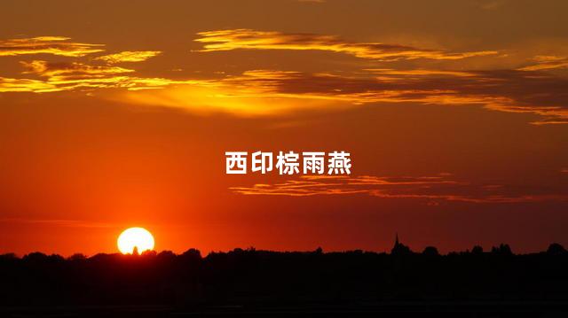 西印棕雨燕