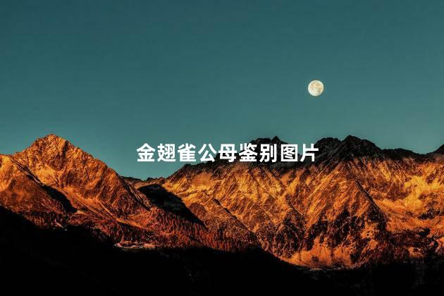 金翅雀公母鉴别图片