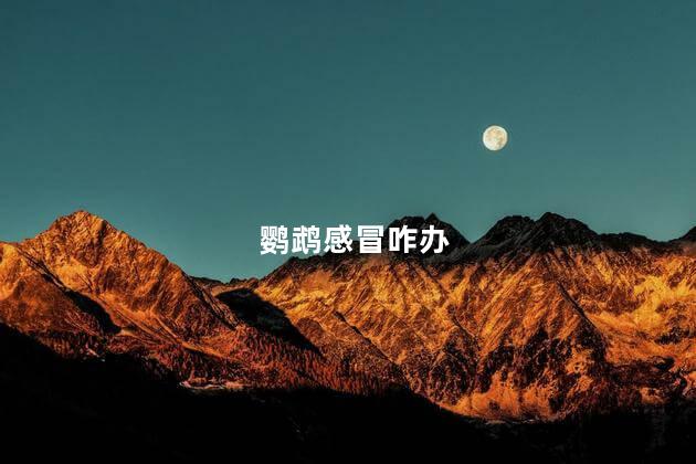 鹦鹉感冒咋办